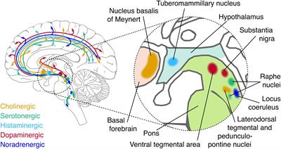 Brainstem Modulation of Large-Scale Intrinsic Cortical Activity Correlations